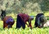 Siliana : Création de 31 microprojets au profit des femmes dans le cadre du programme « Samida »