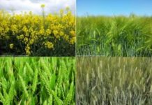 Tataouine : Expansion des superficies consacrées aux cultures céréalières
