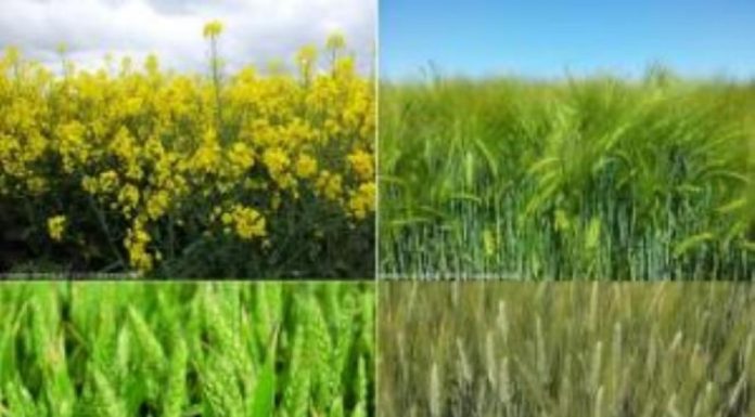 Tataouine : Expansion des cultures céréalières
