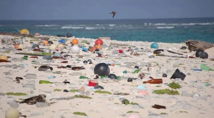 Tunisie : 80 % des déchets marins proviennent de la terre