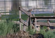 Lac de Tunis : un recensement révèle une riche avifaune mais alerte sur l’état de la réserve
