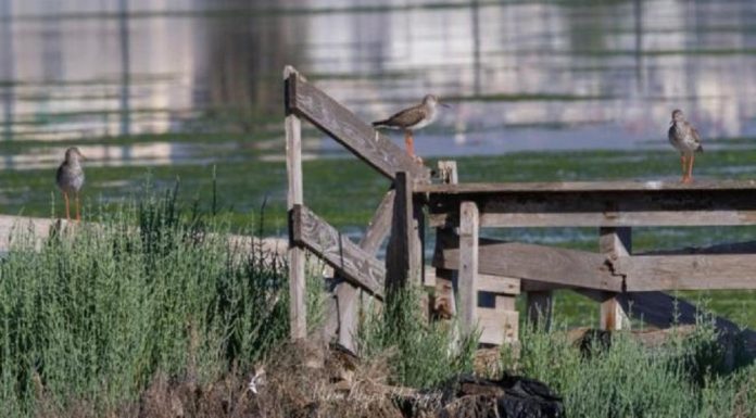 Une riche avifaune au Lac de Tunis, mais sous alerte