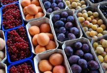 Fruits d’été à noyau : Les recettes d’exportation en hausse de 18%, pour atteindre 66,1 MDT