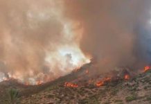 Bizerte : Le Plan vert déclenché pour maîtriser un feu de forêt entre Rafraf et Sidi Ali El Mekki