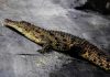 Israël autorise l’utilisation de crocodiles pour la sécurité des prisons