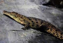 Israël autorise l’utilisation de crocodiles pour la sécurité des prisons